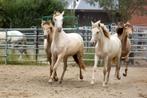 Unieke paardenstalling in Kampenhout, Immo