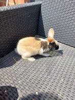 Jong mannelijk dwergkonijn 3 maand, Dieren en Toebehoren, Konijnen, Mannelijk, Dwerg, 0 tot 2 jaar