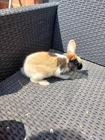 Jeune lapin nain mâle 3 mois, Mâle, Nain, 0 à 2 ans