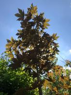 Acer pseudoplatanus, Tuin en Terras, Planten | Bomen, In pot, Lente, Volle zon, 250 tot 400 cm