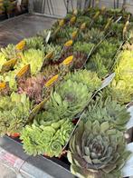 Sempervivum tectorum p10,5cm, Tuin en Terras, Planten | Tuinplanten, Ophalen, Vaste plant, Volle zon