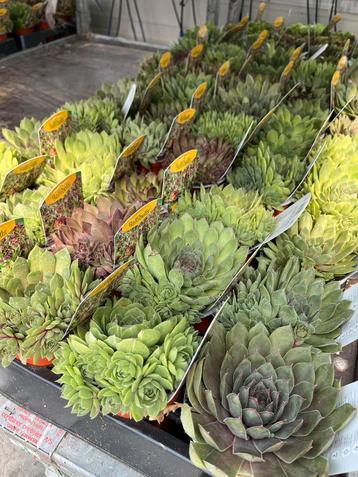 Sempervivum tectorum p10,5cm beschikbaar voor biedingen