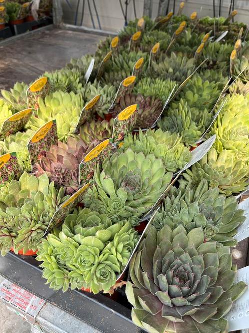 Sempervivum tectorum p10,5cm, Tuin en Terras, Planten | Tuinplanten, Vaste plant, Volle zon, Ophalen