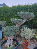 Olijfboom Plato in pot., Tuin en Terras, Ophalen, In pot, Olijfboom