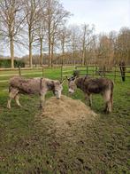 2 lieve grijze ezels zoeken goede thuis, Animaux & Accessoires