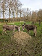 2 lieve grijze ezels zoeken goede thuis, Animaux & Accessoires, Animaux Autre