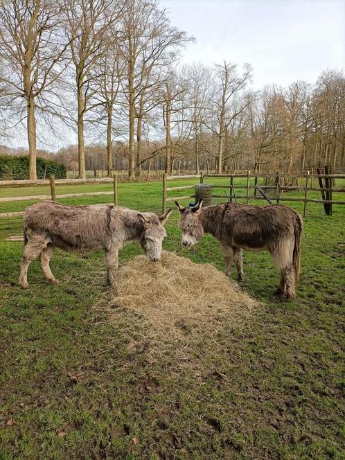 2 lieve grijze ezels zoeken goede thuis, Dieren en Toebehoren, Overige Dieren