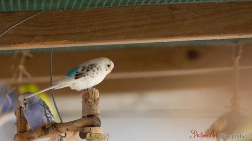 grasparkietjes, Dieren en Toebehoren, Vogels | Parkieten en Papegaaien, Parkiet, Meerdere dieren