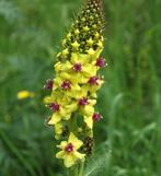 Verbascum nigrum, Ophalen