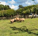 Ardense voskop ooien