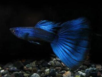 Guppies bleu foncé de Moscou