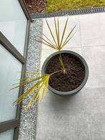 Palmboom stekje, Jardin & Terrasse, Plantes | Arbres, Enlèvement, Palmier, Moins de 100 cm