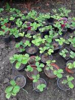 aardbei planten darselect, Tuin en Terras, Planten | Tuinplanten, Ophalen, Lente, Vaste plant