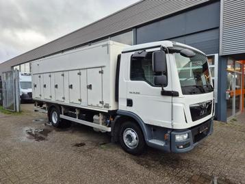 MAN TGL 12.250 E6/ Ijswagen/ Coldcar/ Eiswagen/ Tiefkuhl 5+5 disponible aux enchères