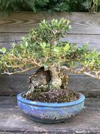 Olijfboom (olea) bonsai, Tuin en Terras, Planten | Bomen, Winter, Olijfboom, Minder dan 100 cm, Ophalen