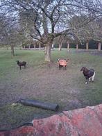 Kameroenbokken, Dieren en Toebehoren
