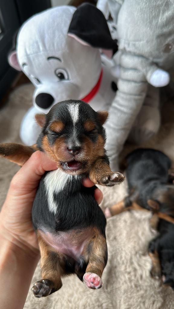 Mini Yorkshire, Dieren en Toebehoren, Honden | Chihuahua's en Gezelschapshonden, Meerdere dieren, Overige rassen, Fokker | Hobbymatig