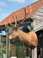 Hertenkop prachtig groot 180 cm 140 cm 140 cm, Antiek en Kunst, Ophalen of Verzenden
