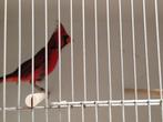 Rode kardinaal man, Dieren en Toebehoren, Vogels | Overige Vogels