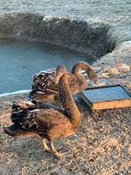 Zwarte zwanen, Dieren en Toebehoren, Pluimvee, Meerdere dieren, Gans of Zwaan
