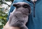 Kleurdwerg middenblauw marter, Dieren en Toebehoren, Konijnen, Mannelijk, Dwerg, 0 tot 2 jaar