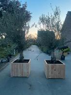 Olijfbomen olea europaea!, Tuin en Terras, Bloembakken en Plantenbakken, Ophalen of Verzenden, Zo goed als nieuw