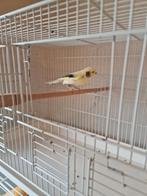 Kanaries, Dieren en Toebehoren, Vrouwelijk, Kleurkanarie
