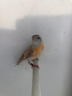 Femelle tarin Vénézuéla Isabelle et mâles canaris razas 2025, Animaux & Accessoires, Oiseaux | Canaris, Mâle