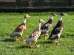 BROEDEIEREN indische loopeend, Dieren en Toebehoren