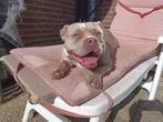 Pocket American Bully 2 1/2 jaar gesteriliseerd herplaatser, Dieren en Toebehoren, Honden | Bulldogs, Pinschers en Molossers, België