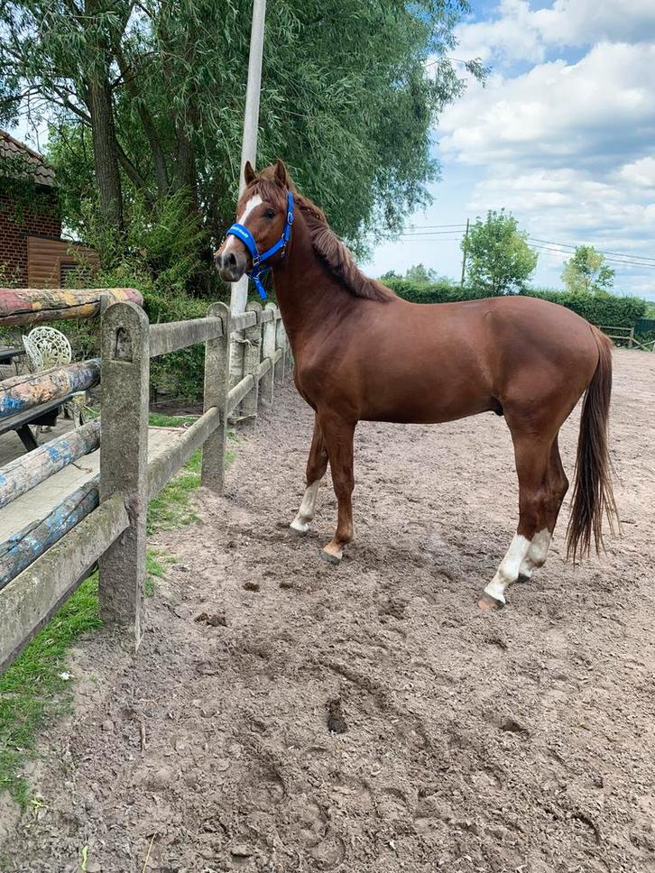 Twee paarden zoeken 5 sterren huisje, Dieren en Toebehoren, Paarden en Pony's | Dekhengsten en Fokmerries, Merrie