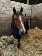 15 jarige C- pony merrie, Dieren en Toebehoren, Merrie, Niet van toepassing, Springpony, C pony (1.27m tot 1.37m)