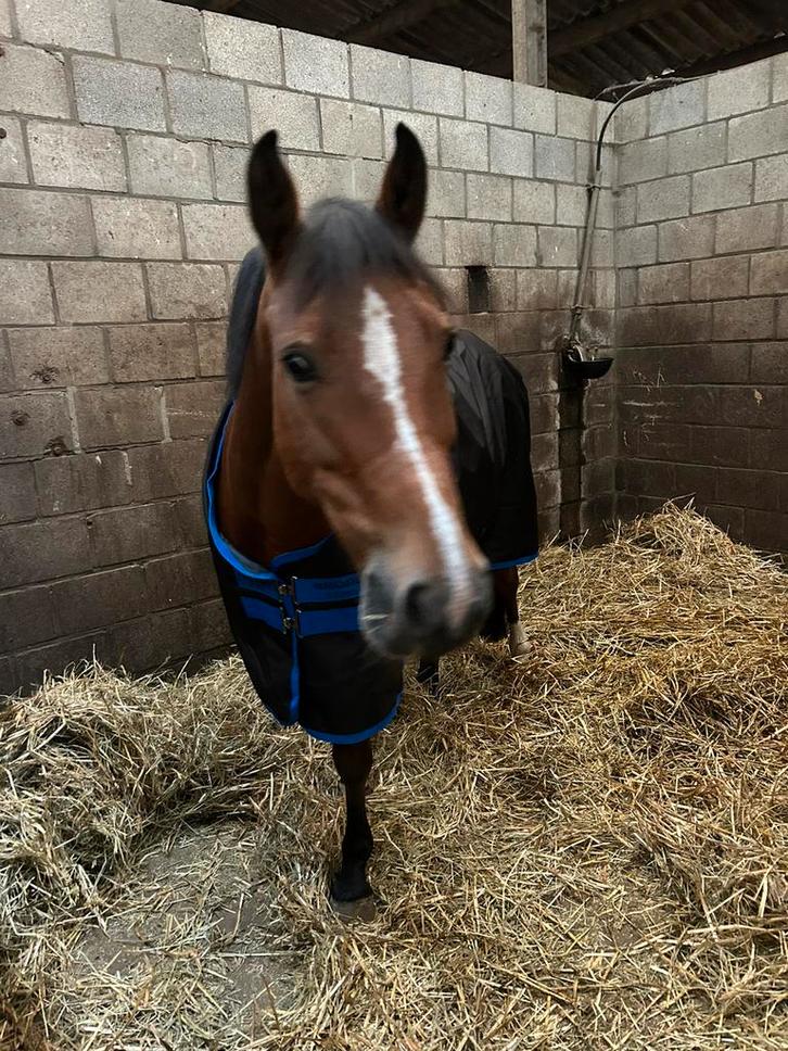 15 jarige C- pony merrie, Dieren en Toebehoren, Pony's, Merrie, Niet van toepassing, C pony (1.27m tot 1.37m), Springpony, 11 jaar of ouder