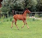 Arabisch hengstje, Dieren en Toebehoren, Paarden, Hengst, Gechipt