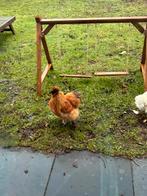 Zijdehoen haan, Dieren en Toebehoren