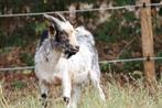 Prachtig dwergbokje, Dieren en Toebehoren, Schapen, Geiten en Varkens