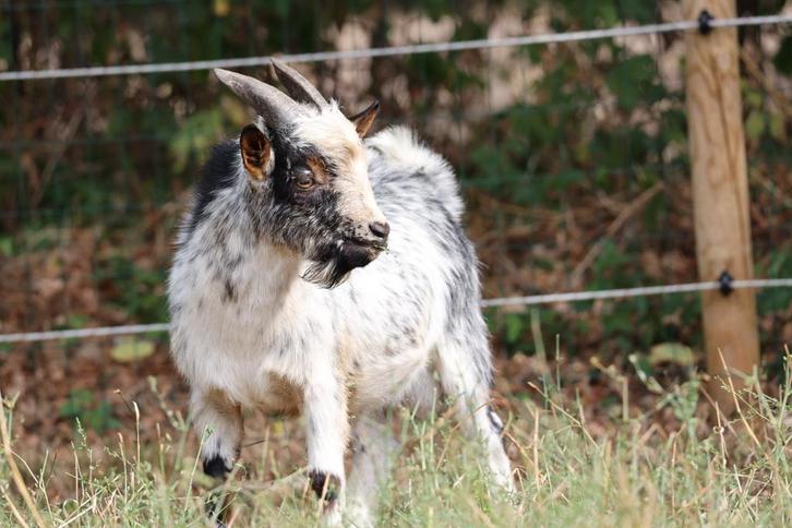 Prachtig dwergbokje, Dieren en Toebehoren, Schapen, Geiten en Varkens