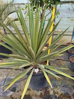 Yucca Torreyi, 80 cm de haut, Jardin & Terrasse, Plantes | Jardin, Enlèvement ou Envoi