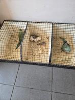 In 1 lot te koop 2halsbanden 5zebravinken, Dieren en Toebehoren, Vogels | Hokken en Kooien, Ophalen, Zo goed als nieuw