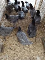 poulet gris/bleu bleu des Landes et coucou hollandais, Animaux & Accessoires, Poule ou poulet, Femelle
