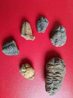 Lot de trilobites, Enlèvement ou Envoi, Fossile
