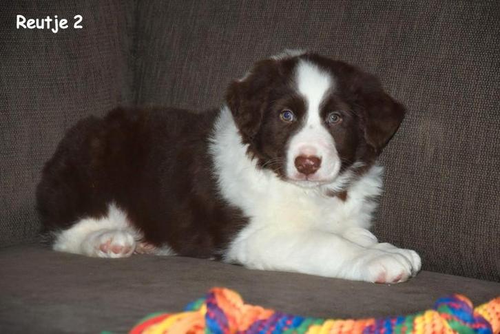 Prachtig Chocolat White Border Collie pupje, Animaux & Accessoires, Chiens | Bergers & Bouviers, Plusieurs animaux, Colley, Éleveur | Professionnel