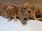 Australian labradoodle pups, Animaux & Accessoires, Accessoires pour chiens, Enlèvement