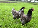 Jonge tamme Barnevelder kippen hennen gesekst + ingeënt, Dieren en Toebehoren, Pluimvee, Vrouwelijk, Kip