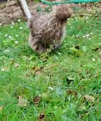 Poule de sois, Dieren en Toebehoren, Overige Dieren, April, Vrouwelijk