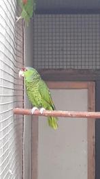 finchi amazone, Papegaai, Geringd