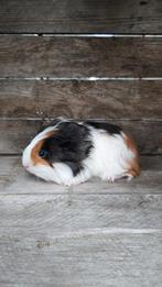 Sheltie cavia beertjes, Dieren en Toebehoren, Knaagdieren, September, Mannelijk, Cavia