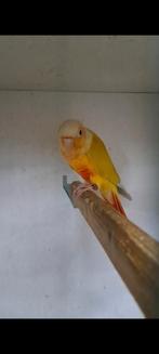 Koppel pyrrhura, Dieren en Toebehoren, Vogels | Parkieten en Papegaaien