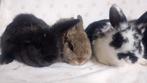 Dwergkonijntjes dwergkonijn, Dieren en Toebehoren, Geslacht onbekend, Dwerg, 0 tot 2 jaar