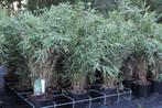 Bambou Fargesia Rufa - Formidable ou Gansu en pot de 5 L, Tuin en Terras, Halfschaduw, Overige soorten, 100 tot 250 cm, Ophalen